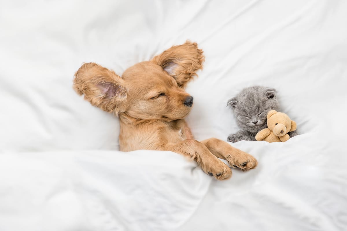 gemütlich schlafen hund und katze liegen nebeneinander im bett